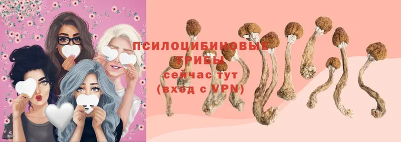 Псилоцибиновые грибы Psilocybe  гидра вход  Кирсанов 